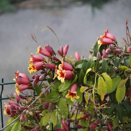 Scenic With View Of The Gardon River *